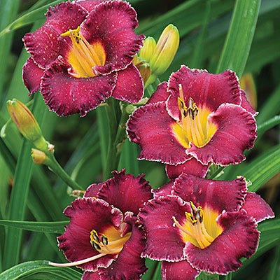 Night Whispers Reblooming Daylily