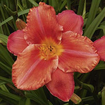 Reblooming Daylily South Seas