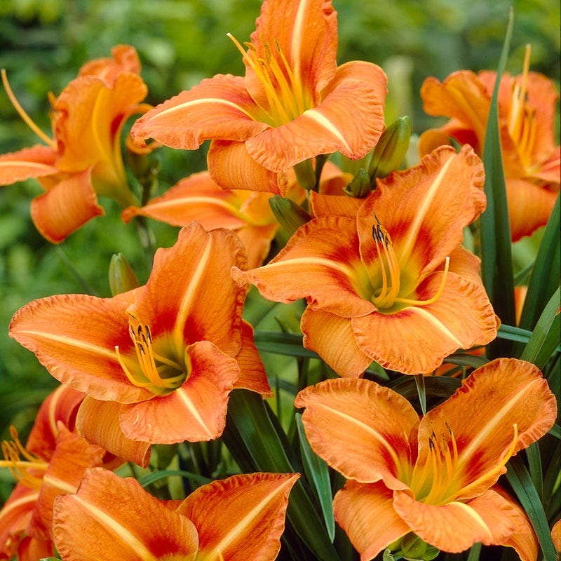 Tuscawilla Tigress Reblooming Daylily - Image 2
