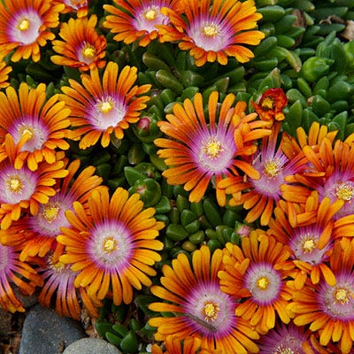 Fire Spinner® Ice Plant - Image 2