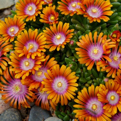 Fire Spinner® Ice Plant - Image 3