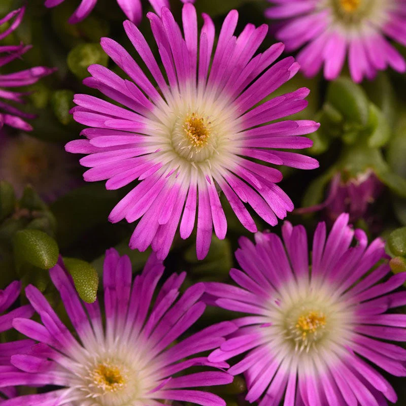 Ocean Sunset™ Violet Flare Ice Plant