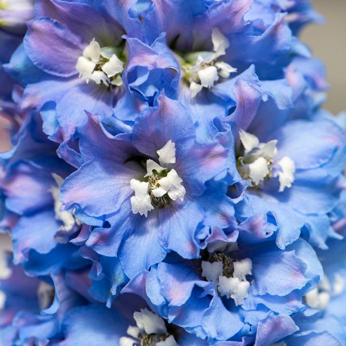Delphina™ Light Blue White Bee Delphinium - Image 2