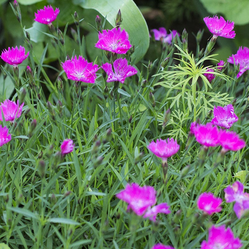 Firewitch Dianthus - Image 3