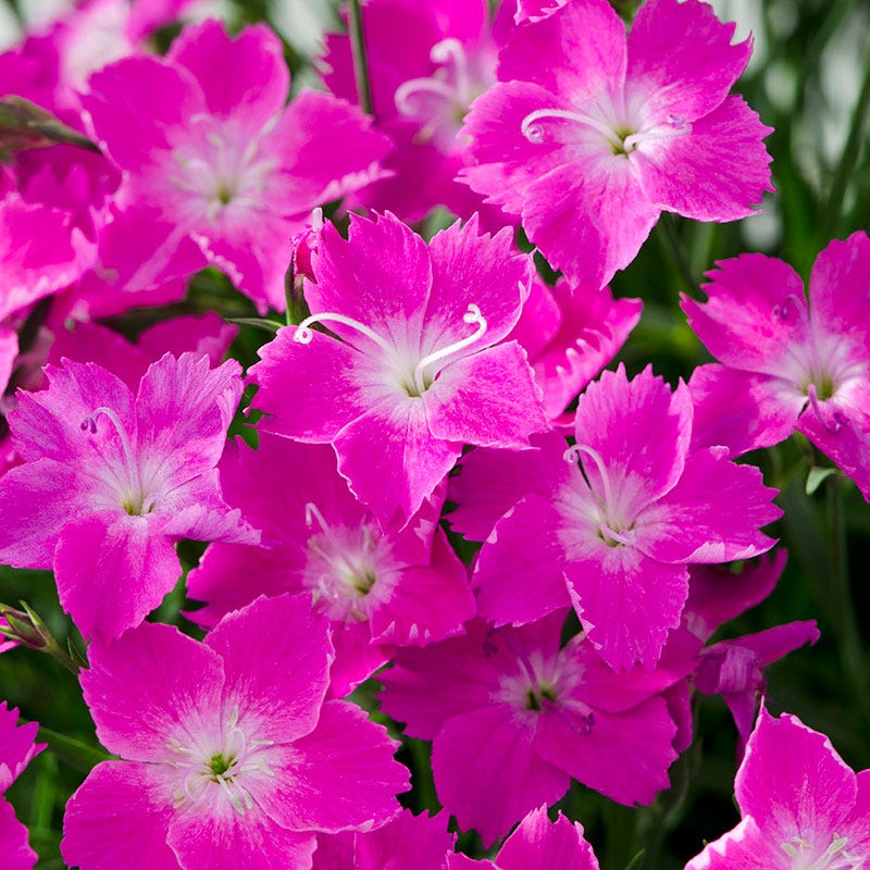 Kahori® Dianthus - Image 2