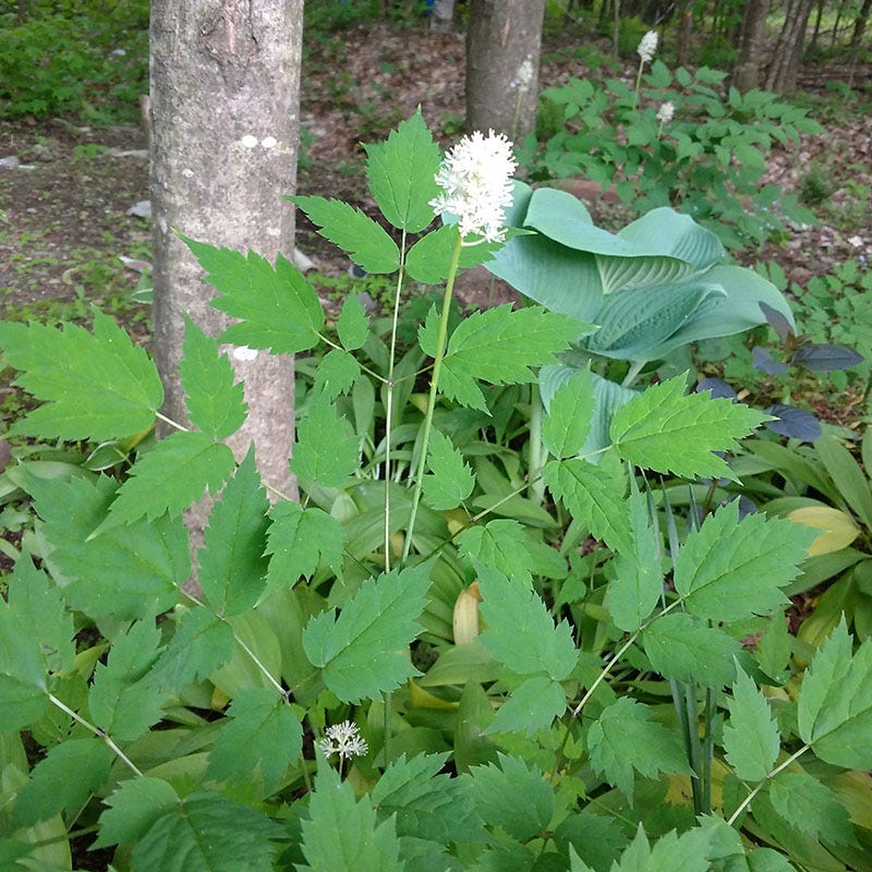 Doll's Eyes (Actaea) - Image 2