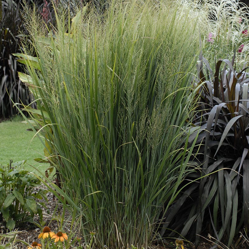 Earth Day Native Plant Collection - Image 5