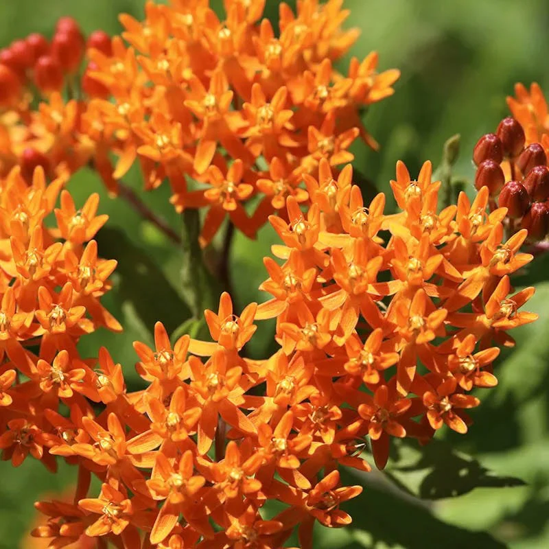 Eastern Monarch Refuge Plant Collection - Image 5