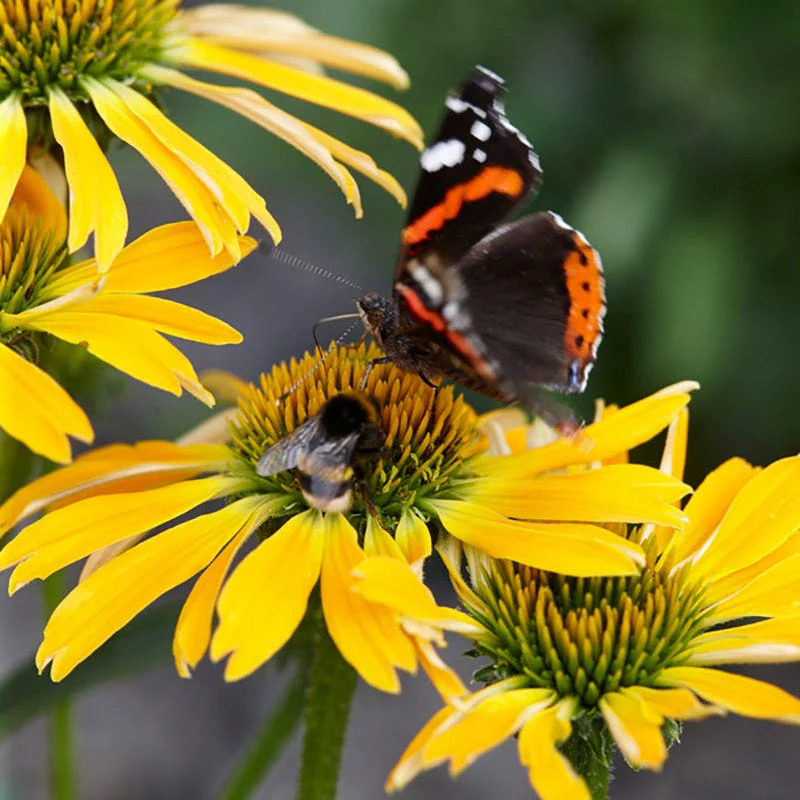 Butterfly™ Golden Skipper Echinacea