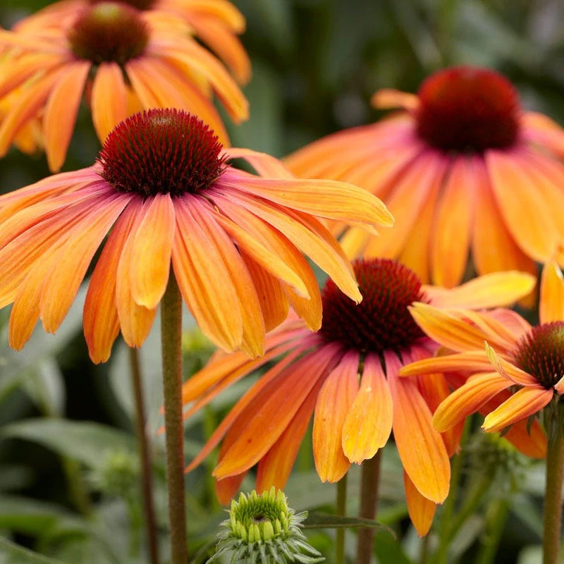 Rainbow Marcella Echinacea - Image 2