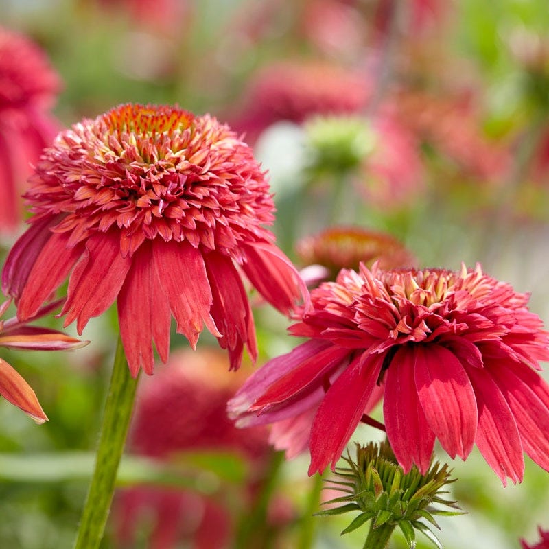 Double Scoop® Orangeberry Echinacea - Image 2