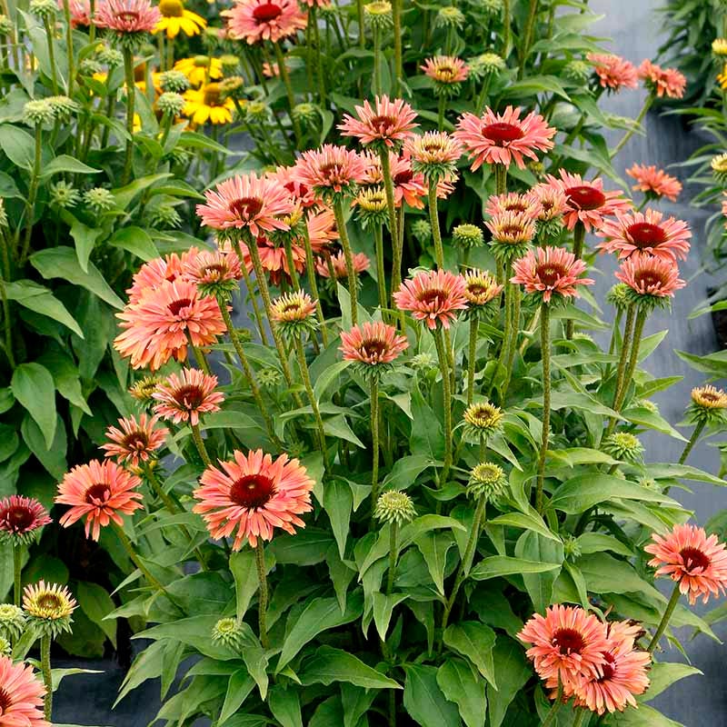 FRESCO® Apricot Echinacea - Image 4