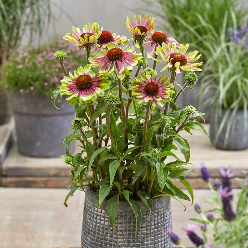 Green Twister Echinacea - Image 3