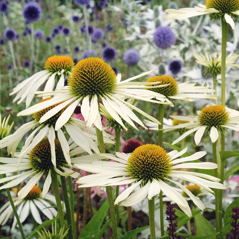 White Swan Echinacea