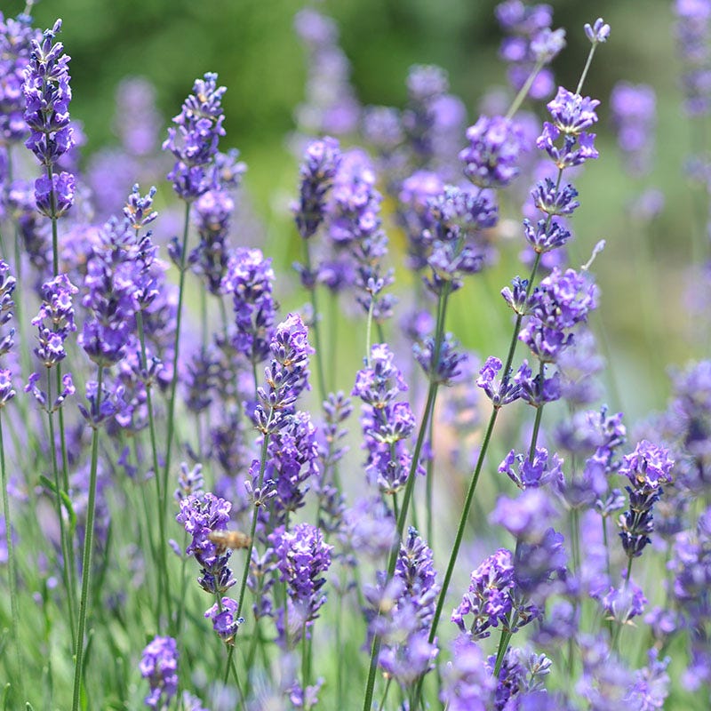 Vera English Lavender - Image 2