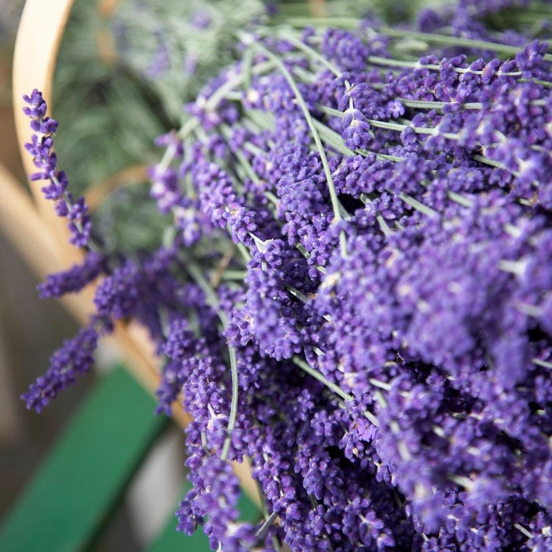 Vera English Lavender - Image 3