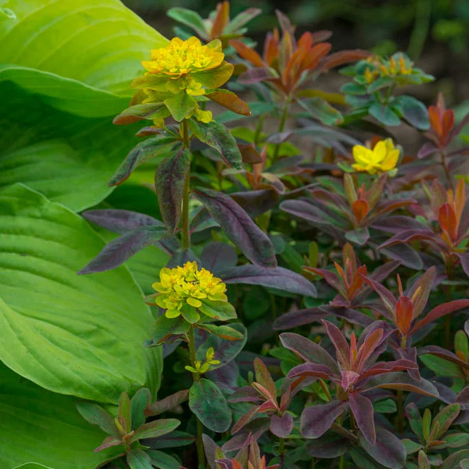 Bonfire Euphorbia - Image 2