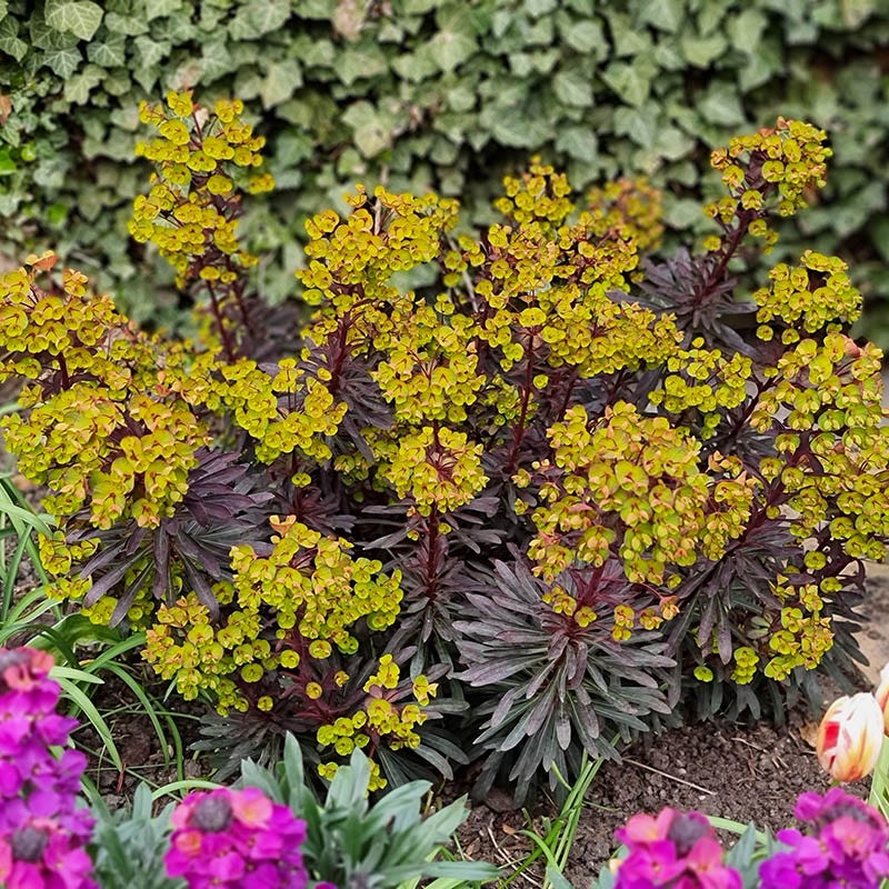 Miner's Merlot Euphorbia - Image 3