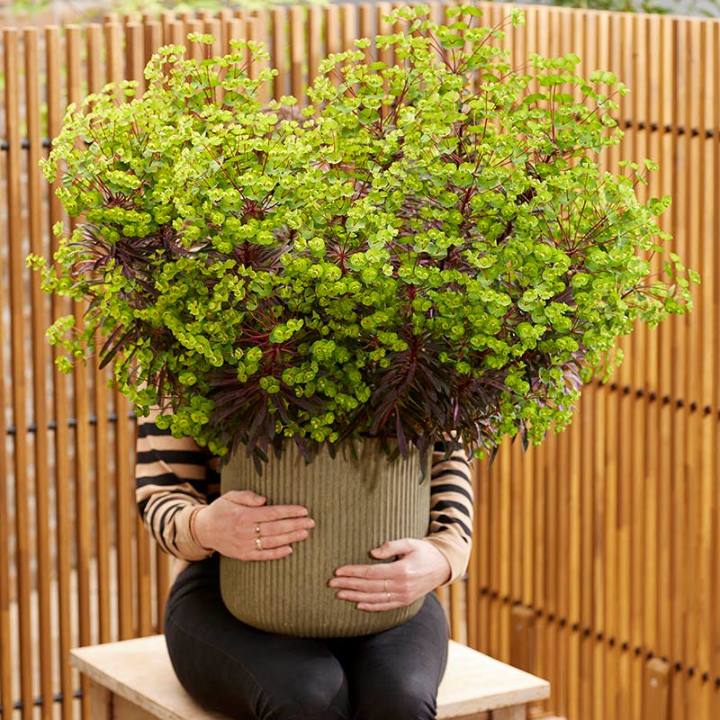 Miner's Merlot Euphorbia - Image 4