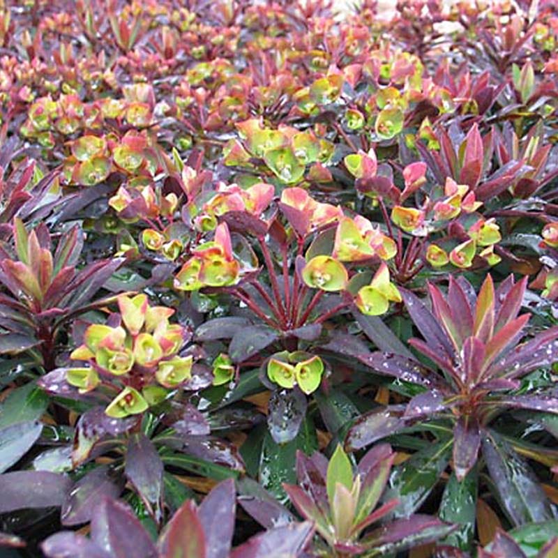 SAHARA™ Blackbird Euphorbia - Image 3