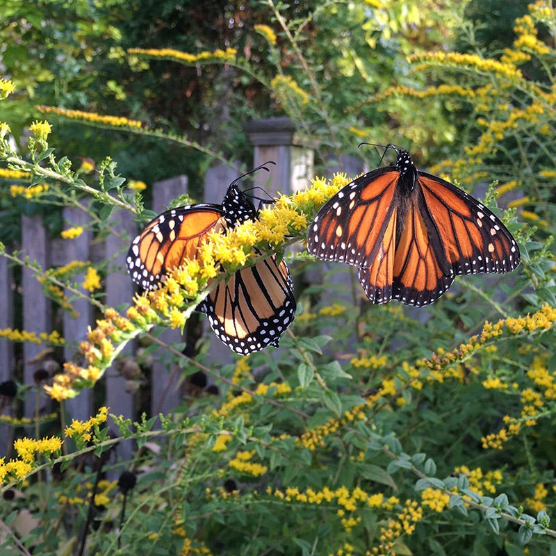 Fall Flowering Pollinator Pit Stop Plant Collection - Image 2