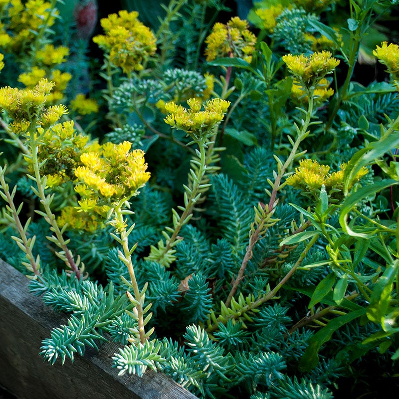 Fizzy Pop Low Grow Plant Collection - Image 3