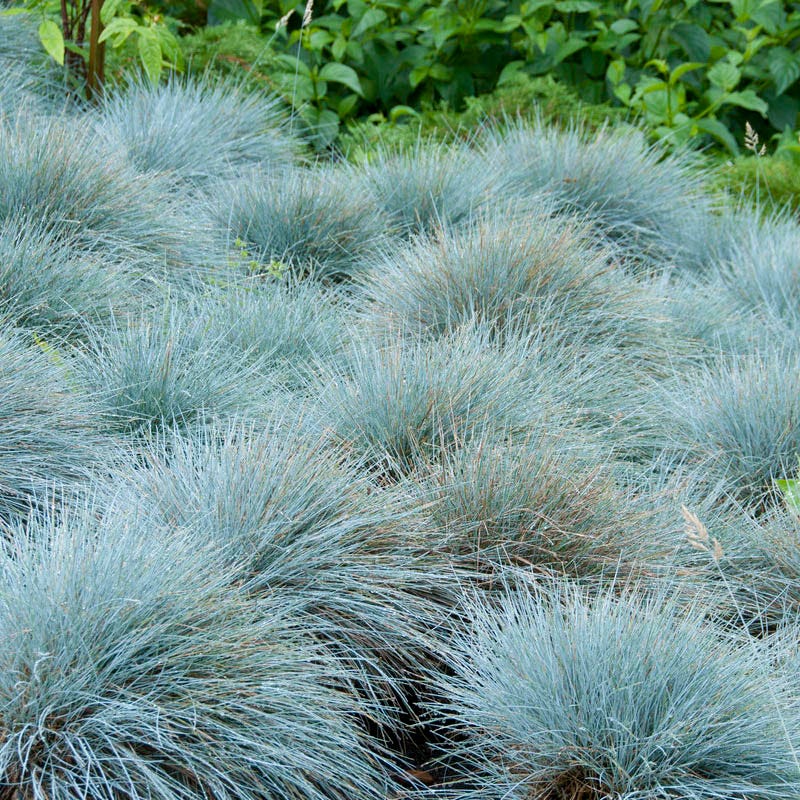 Fizzy Pop Low Grow Plant Collection - Image 4