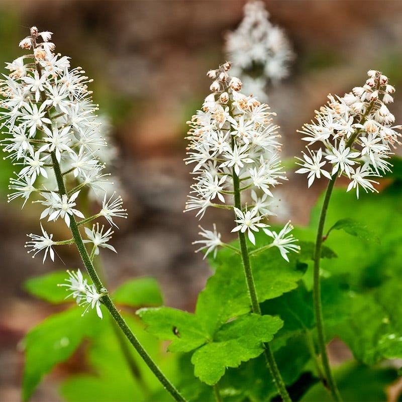 Foam Flower