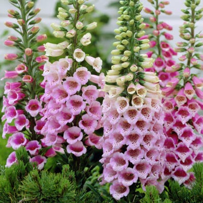 Dalmation Rose Foxglove - Image 2
