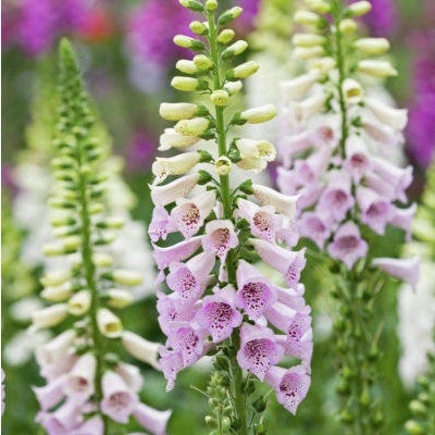 Fragrant Cottage Garden Plant Collection - Image 3