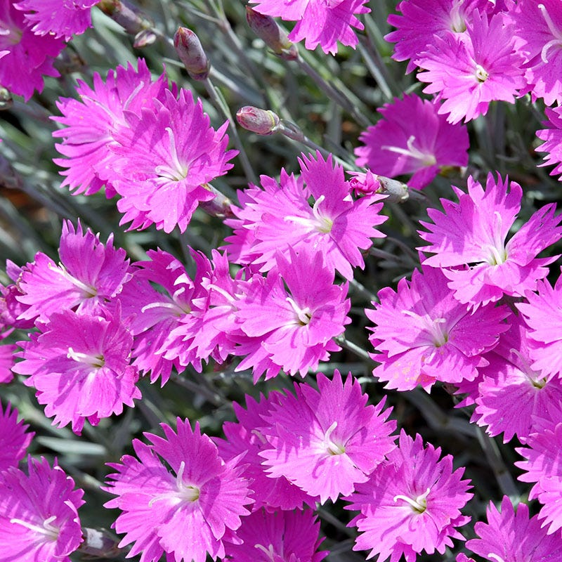 Fuchsia Cottage Garden Plant Collection - Image 10