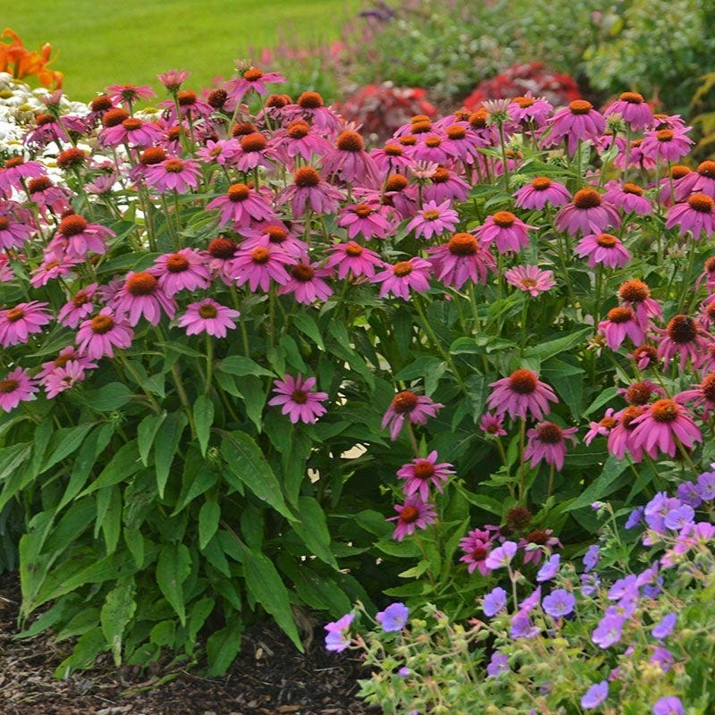 Fuchsia Cottage Garden Plant Collection - Image 7