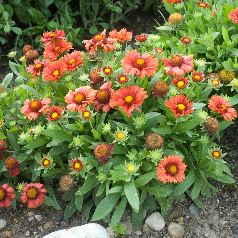 Arizona Red Shades Gaillardia - Image 2