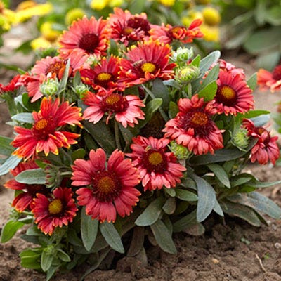 Arizona Red Shades Gaillardia - Image 3