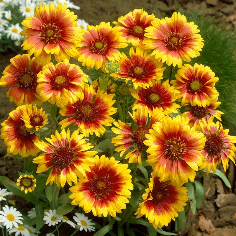 Goblin Gaillardia - Image 2