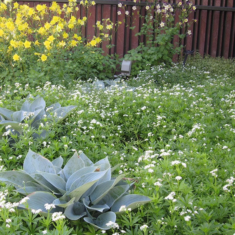 Sweet Woodruff - Image 4