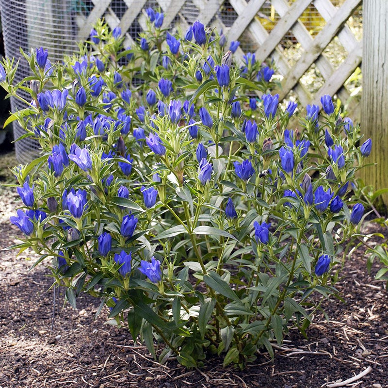 True Blue Gentian