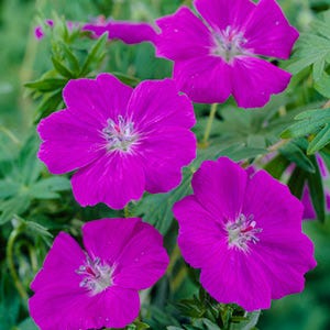 New Hampshire Purple Geranium - Image 3