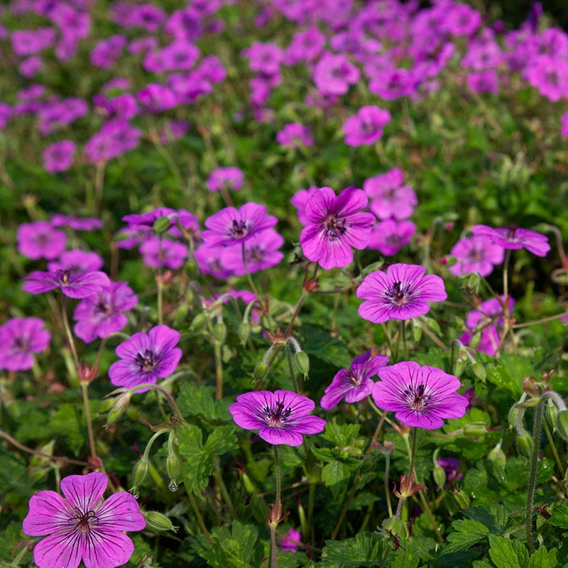 Pink Penny Geranium - Image 2