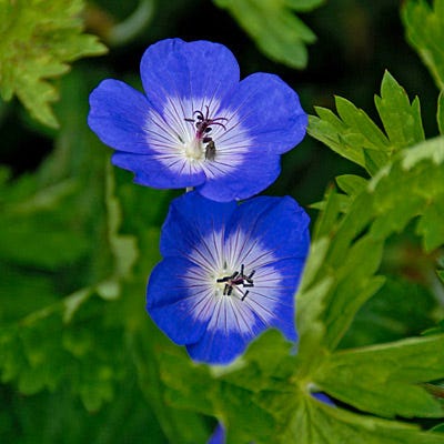 Rozanne Geranium - Image 2