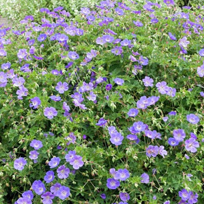 Rozanne Geranium - Image 4