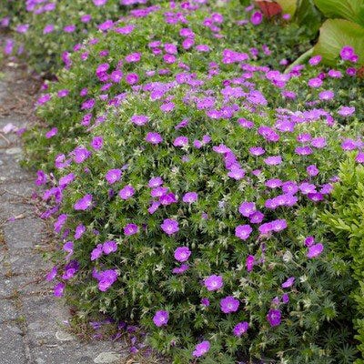 Bloody Cranesbill Geranium - Image 2
