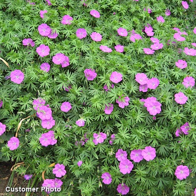 Bloody Cranesbill Geranium - Image 3