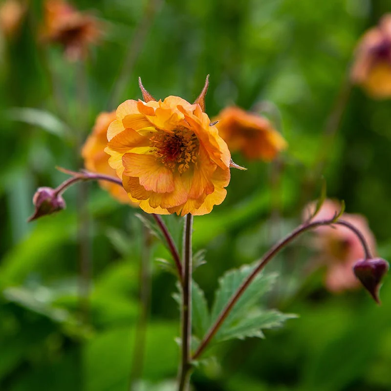 Totally Tangerine Geum - Image 2