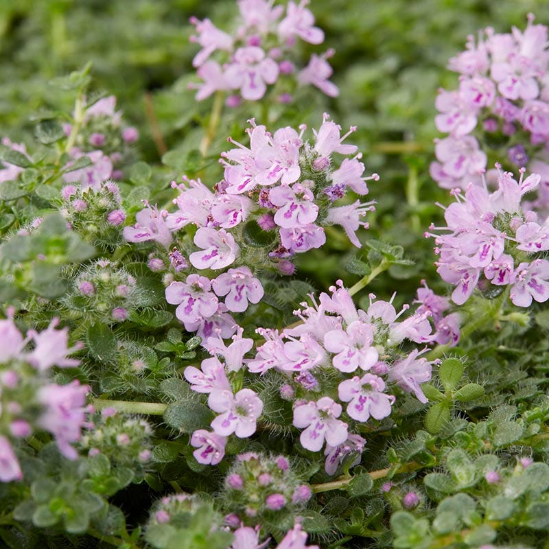 Fragrant Low Grow Plant Collection - Image 5