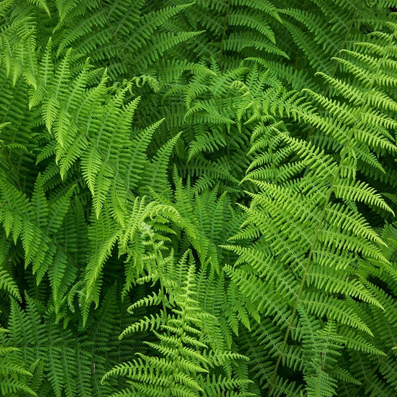 Hay Scented Fern - Image 2