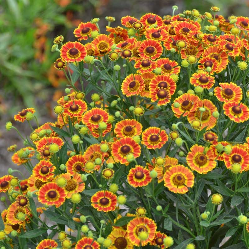 Mariachi™ Fuego Helenium - Image 2