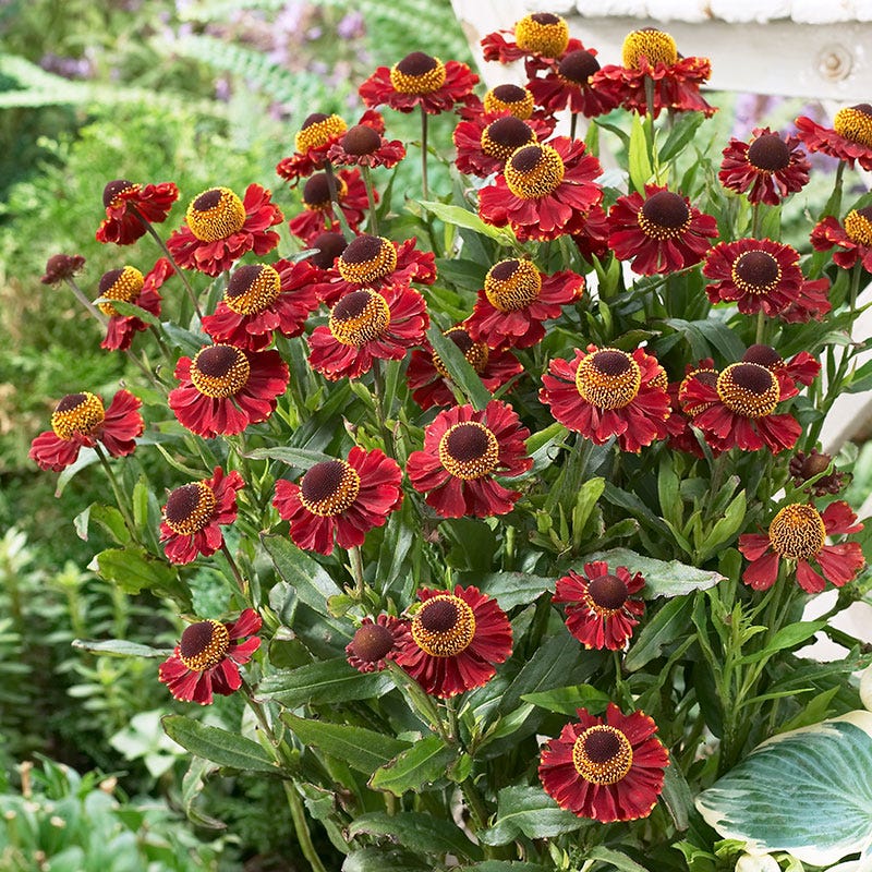 Ruby Tuesday Helenium - Image 2