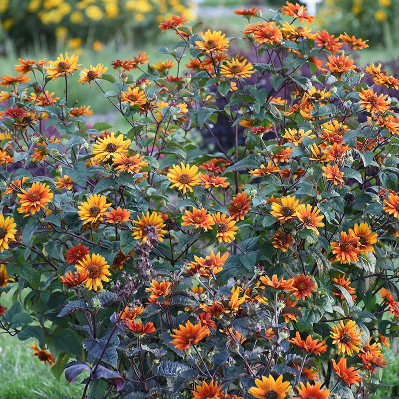 Bleeding Hearts Heliopsis - Image 2
