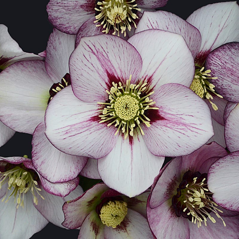 Honeymoon™ French Kiss Helleborus